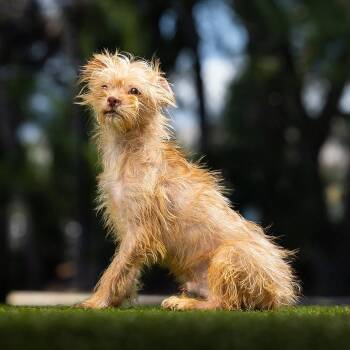 Linguini -  Cairn Terrier and Mixed Breed Dog for Adoption in Jupiter, Florida - Linguini | PetCurious