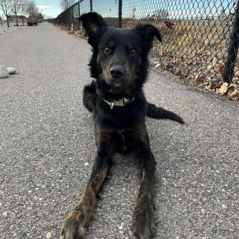 Riot -  Border Collie Dog Available for Adoption in Rexburg, Idaho - Riot | PetCurious