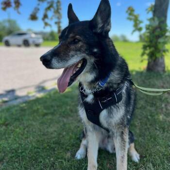 Sylvester -  German Shepherd Dog and Siberian Husky Dog for Adoption in Toronto, Ontario - Sylvester | PetCurious