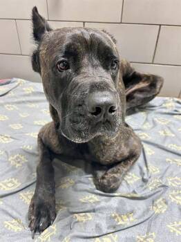 Mixed Breed Dogs Available for Adoption in Nashville, Tennessee - Hunkules | PetCurious
