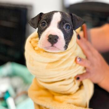 Maple -  Mixed Breed Dog for Adoption in Springboro, Ohio - Maple | PetCurious