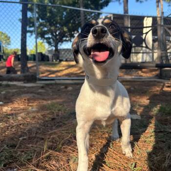 Jerry -  Terrier and Chihuahua Dog for Adoption in Birmingham, Alabama - Jerry | PetCurious