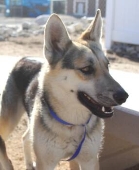 German Shepherd Dog and Husky Dogs Available for Adoption - Claudia | PetCurious