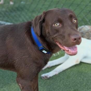 Corazon A2295444 -  Labrador Retriever Dog for Adoption in Los Angeles, California - Corazon A2295444 | PetCurious