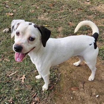 Rescue Dalmatian Dogs for Adoption in Athens, Alabama - Lucy | PetCurious