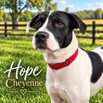 Hope Cheyenne -  German Shorthaired Pointer and American Staffordshire Terrier Dog for Adoption in Livingston, Texas - Hope Cheyenne | PetCurious