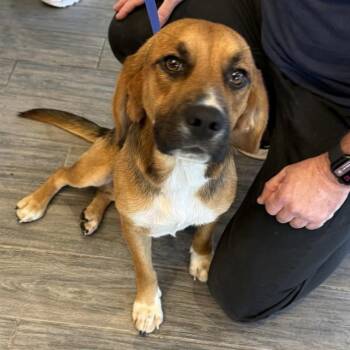 FRED -  Beagle and Mixed Breed Dog for Adoption in St. Louis, Missouri - FRED | PetCurious