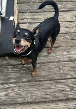 Neymar -  Chihuahua and Terrier Dog for Adoption in Richmond, Texas - Neymar | PetCurious