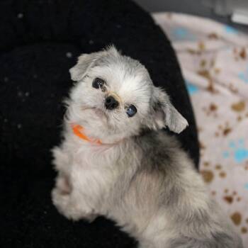 Shih Tzu Dogs Available for Adoption - Bean (JA26-51) | PetCurious