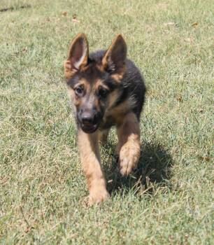 Greta -  German Shepherd Dog Dog for Adoption in Neosho, Missouri - Greta | PetCurious