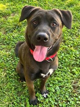 SKY -  Labrador Retriever and Australian Cattle Dog Blue Heeler Dog for Adoption in Sacramento, California - SKY | PetCurious