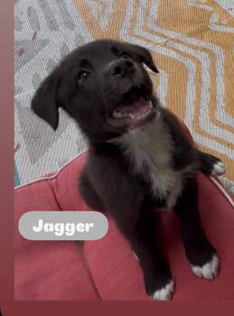 Border Collie Dogs Available for Adoption in Winter Park, Florida - Jagger | PetCurious