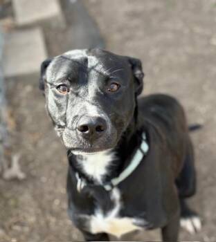 WADSWORTH -  Labrador Retriever Dog for Adoption in Tulsa, Oklahoma - WADSWORTH | PetCurious