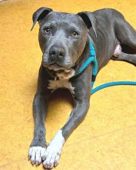 BOONE -  Pit Bull Terrier Dog for Adoption in Sacramento, California - BOONE | PetCurious