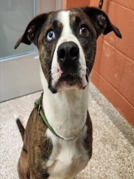 COOPER -  Rottweiler and Mixed Breed Dog for Adoption in Pueblo, Colorado - COOPER | PetCurious