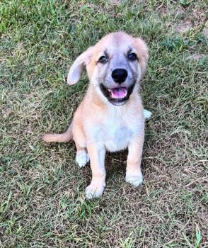 Josie -  Labrador Retriever Dog for Adoption in Glocester, Rhode Island - Josie | PetCurious