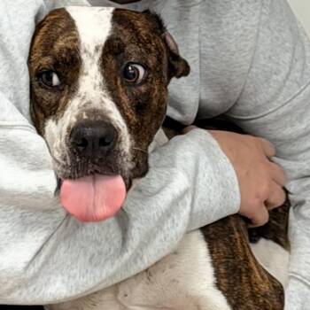 Jamie -  English Coonhound and Pit Bull Terrier Dog for Adoption in Horn Lake, Mississippi - Jamie | PetCurious