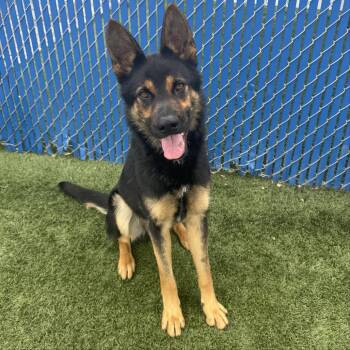 Shepherd Dogs Available for Adoption in Hawthorne, California - Ronnie | PetCurious