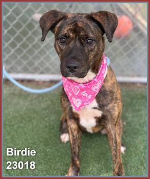 BIRDIE -  Plott Hound and Boxer Dog for Adoption in Marietta, Georgia - BIRDIE | PetCurious