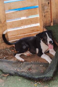 Chevy -  Mixed Breed Dog for Adoption in Glen Rock, New Jersey - Chevy | PetCurious