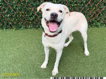 RAMONA -  Mixed Breed Dog for Adoption in West Palm Beach, Florida - RAMONA | PetCurious