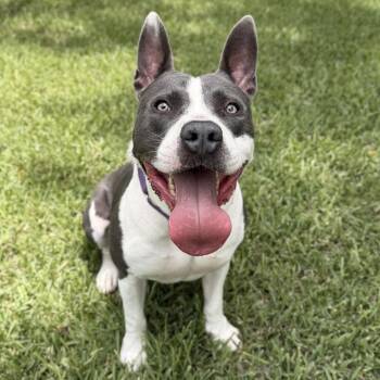 Bear -  Mixed Breed Dog for Adoption in Springboro, Ohio - Bear | PetCurious