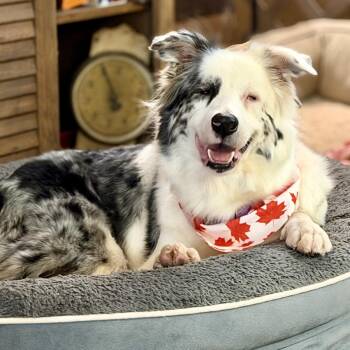 Leah -  Australian Shepherd Dog for Adoption in Collingswood, New Jersey - Leah | PetCurious