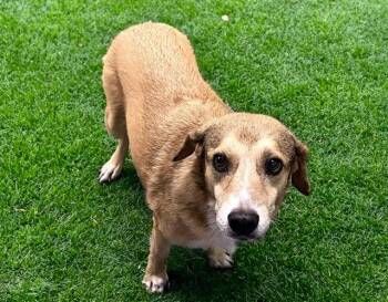 SPARKLE -  Labrador Retriever and Mixed Breed Dog for Adoption in Fort Lauderdale, Florida - SPARKLE | PetCurious