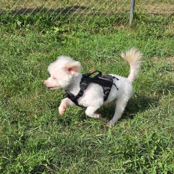 Baby Dog -  Bichon Frise Dog for Adoption in St. Cloud, Minnesota - Baby Dog | PetCurious