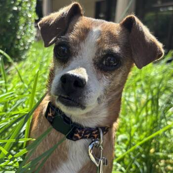 Rescue Chihuahua Dogs for Adoption in Kingsburg, California - Boo Boo | PetCurious