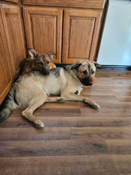 Shepherd and Corgi Dogs Available for Adoption in Hoopa, California - Mellow | PetCurious