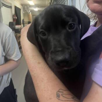 Nala -  Great Dane and Labrador Retriever Dog for Adoption in Driggs, Idaho - Nala | PetCurious
