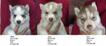 Anya -  Siberian Husky Dog for Sale in Heppner, Oregon - Anya | PetCurious