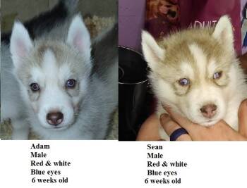 Anya -  Siberian Husky Dog for Sale in Heppner, Oregon - Anya | PetCurious