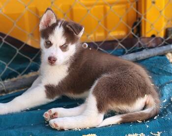 Adam GREEN EYES -  Siberian Husky Dog for Sale in Heppner, Oregon - Adam GREEN EYES | PetCurious