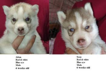 Anya -  Siberian Husky Dog for Sale in Heppner, Oregon - Anya | PetCurious