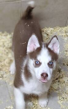 Adam GREEN EYES -  Siberian Husky Dog for Sale in Heppner, Oregon - Adam GREEN EYES | PetCurious