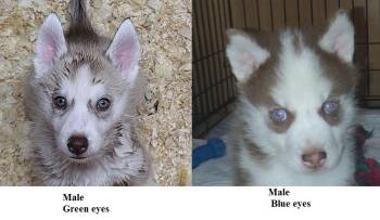 Adam GREEN EYES -  Siberian Husky Dog for Sale in Heppner, Oregon - Adam GREEN EYES | PetCurious