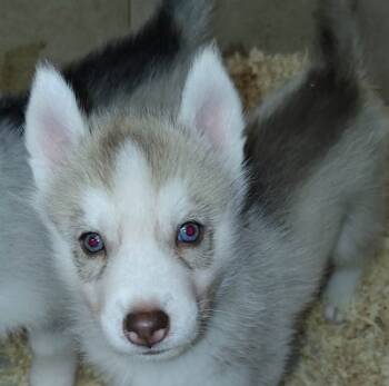 Anya -  Siberian Husky Dog for Sale in Heppner, Oregon - Anya | PetCurious