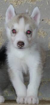Anaya -  Siberian Husky Dog for Sale in Heppner, Oregon - Anaya | PetCurious