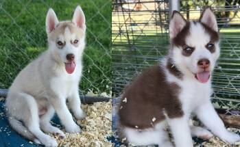 Adam GREEN EYES -  Siberian Husky Dog for Sale in Heppner, Oregon - Adam GREEN EYES | PetCurious