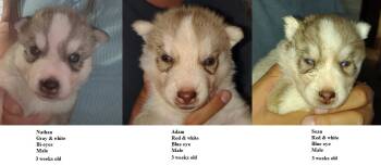 Anya -  Siberian Husky Dog for Sale in Heppner, Oregon - Anya | PetCurious