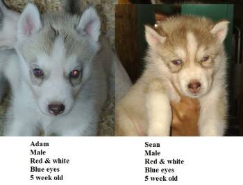 Anya -  Siberian Husky Dog for Sale in Heppner, Oregon - Anya | PetCurious