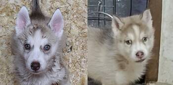 Adam GREEN EYES -  Siberian Husky Dog for Sale in Heppner, Oregon - Adam GREEN EYES | PetCurious