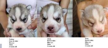 Anya -  Siberian Husky Dog for Sale in Heppner, Oregon - Anya | PetCurious