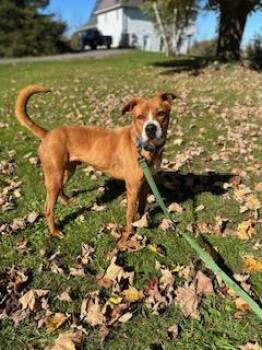 Rescue Boxer and Labrador Retriever Dogs for Adoption in Oriskany, New York - Charlie | PetCurious