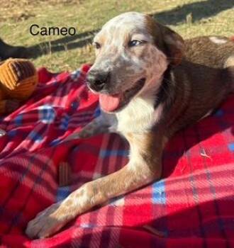 Rescue Australian Cattle Dog Blue Heeler Dogs for Adoption in Little Rock, Arkansas - Cameo | PetCurious