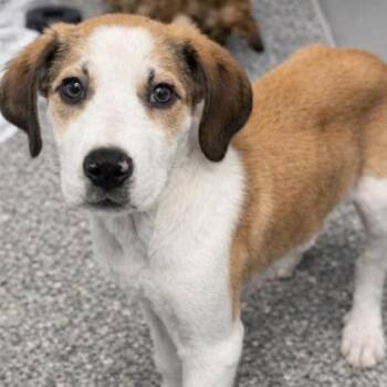 Mixed Breed Dogs Available for Adoption - Turtle | PetCurious
