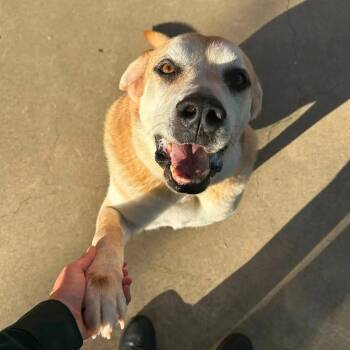 Logan -  Yellow Labrador Retriever and Shepherd Dog for Adoption in King George, Virginia - Logan | PetCurious