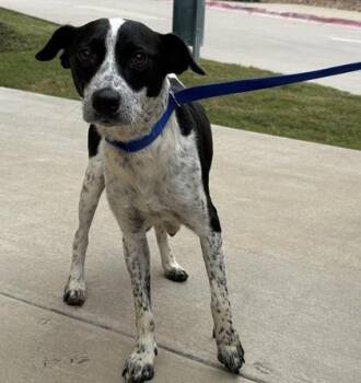 Mixed Breed Dogs Available for Adoption - Eggnogg | PetCurious